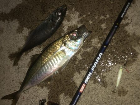 恒例の青物からアジング